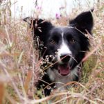 Ferienhof Schlumm - Border Collie schaut durch die Blumen