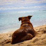 Ferienhof Schlumm - Hund liegt entspannt am Strand