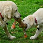 Ferienhof Schlumm - Zwei Golden Retriever spielen mit Spielzeug.