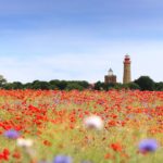 Ferienhof Schlumm - Blumenwiese auf der Insel Rügen