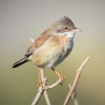 Ferienhof Schlumm - Vogel Grasmücke