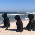 Ferienhof im Schlumm - Unsere Drei-Vierbeiner am Strand auf Rügen