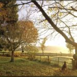 Morgensonne und Hund im Gemüsegarten