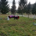 Ferienhof im Schlumm - Unser Agility-Platz für ihren Vierbeiner