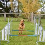 Agility im Schlumm auf Rügen