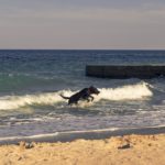 Ferienhof im Schlumm - Unser Rüde Nanuk tobt im Wasser auf der Insel Rügen