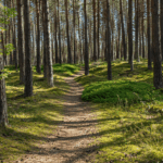Ferienwohnungen im Schlumm - Wälder der Insel Rügen