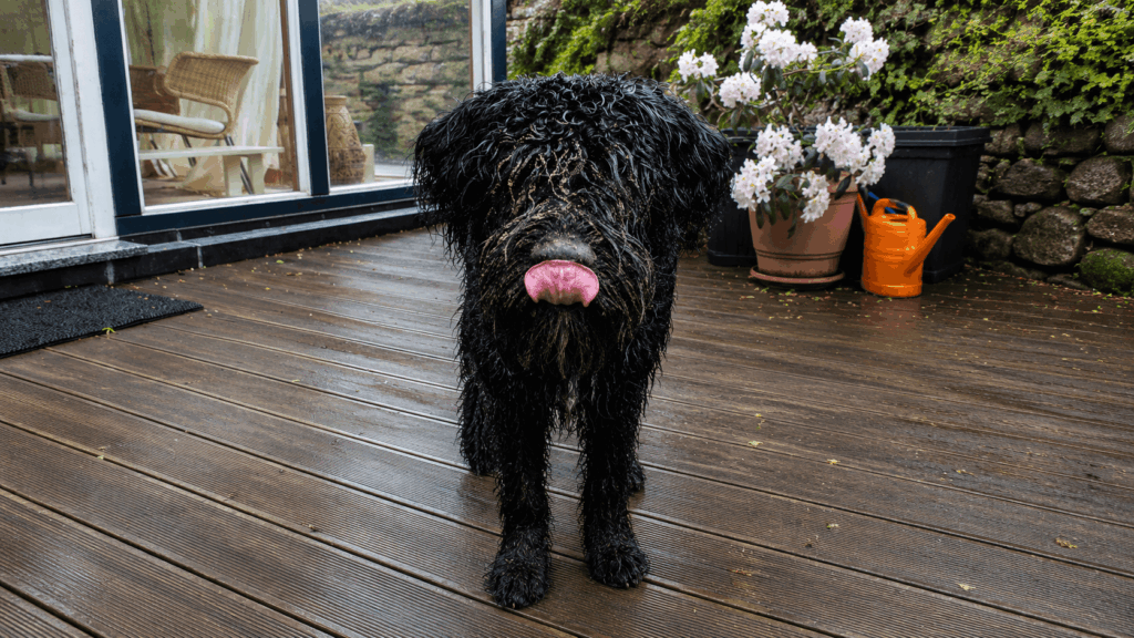 Ferienwohnungen im Schlumm - mit Hund durch den Regen