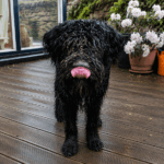 Ferienwohnungen im Schlumm - mit Hund durch den Regen