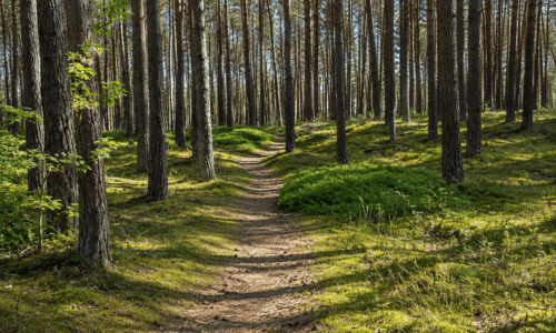 Ferienwohnungen im Schlumm - Wälder der Insel Rügen