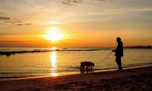 Ferienhof Schlumm - Spaziergang mit Hund im Sonnenuntergang